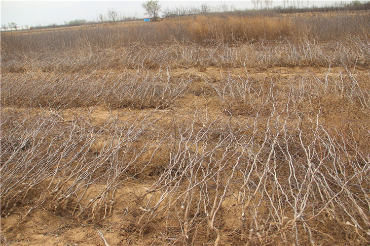 出售金丝小枣苗 规格1公分2公分3公分占地枣苗