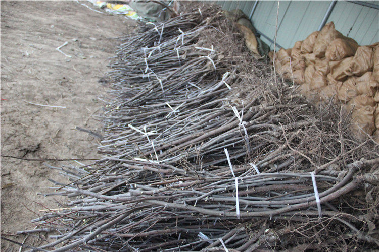 出售金丝小枣苗 规格1公分2公分3公分占地枣苗