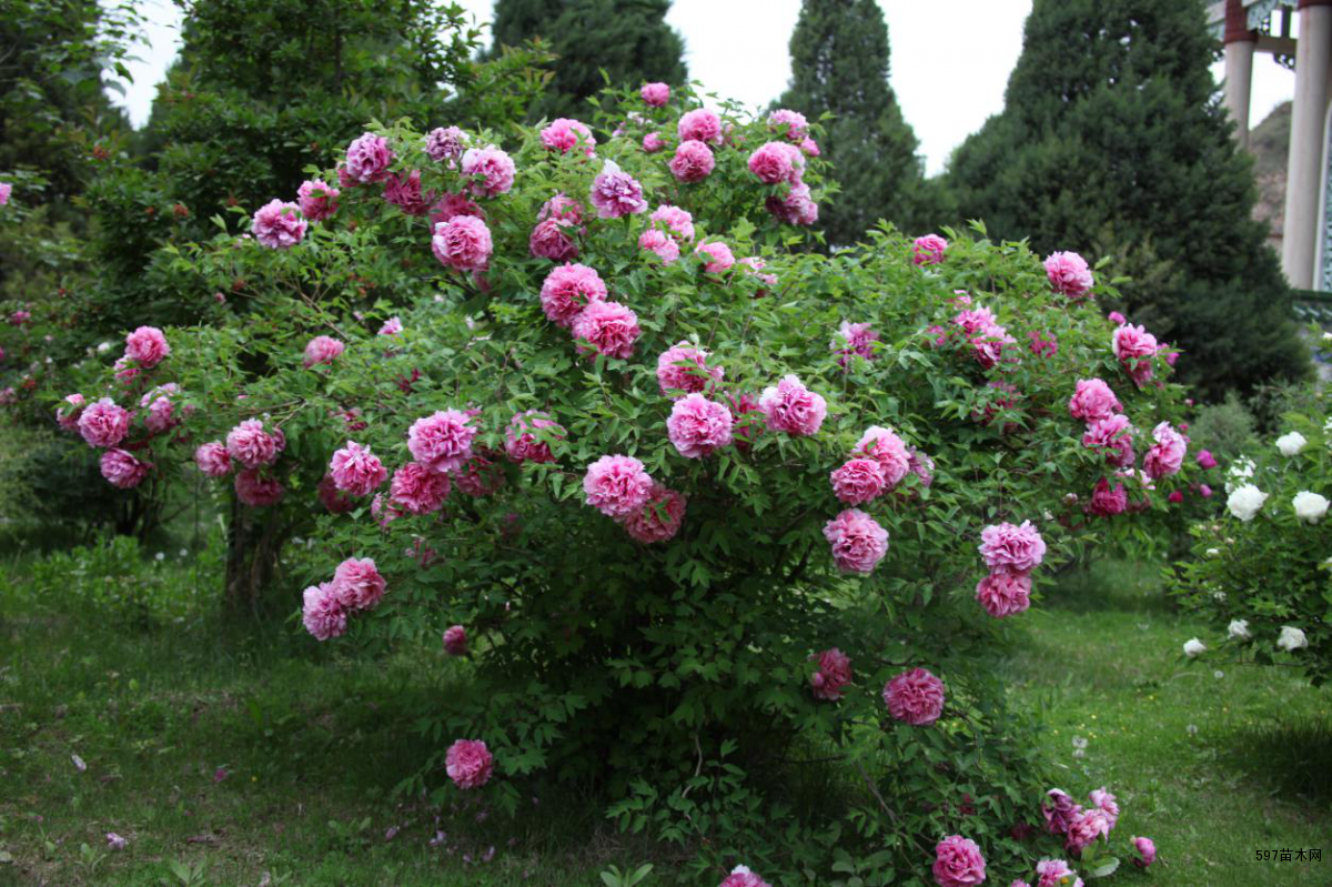 兰州花卉批发基地 嫁接牡丹花 室外耐寒花卉