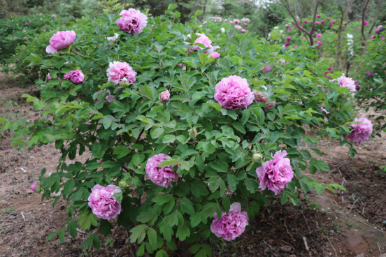 牡丹花树(牡丹花树怎么养)