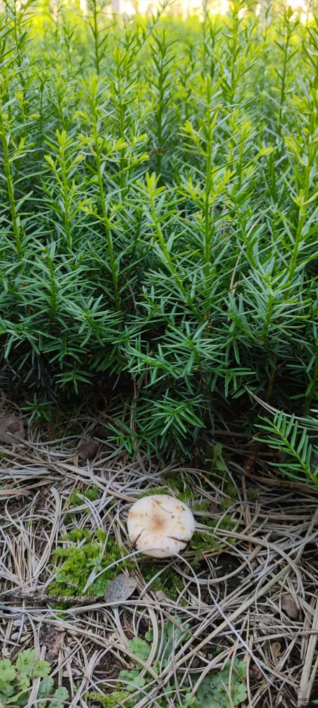 红豆杉苗,东北红豆杉苗,红豆杉占地苗