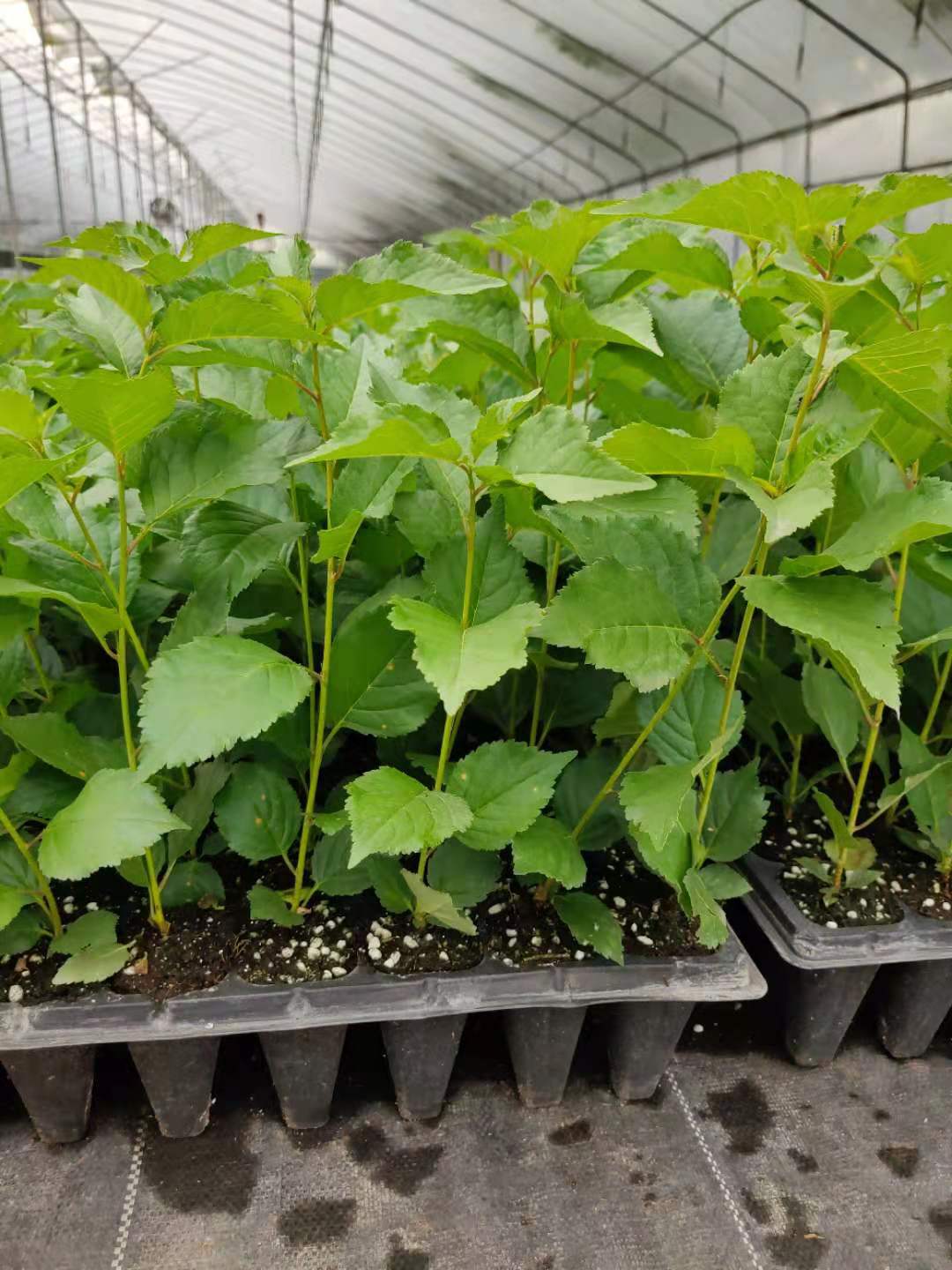 组培吉塞拉樱桃苗扦插吉塞拉樱桃苗两年苗多少钱