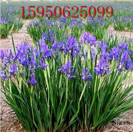 马兰花盆栽马兰花苗绿化苗马蔺花马兰花苗马莲