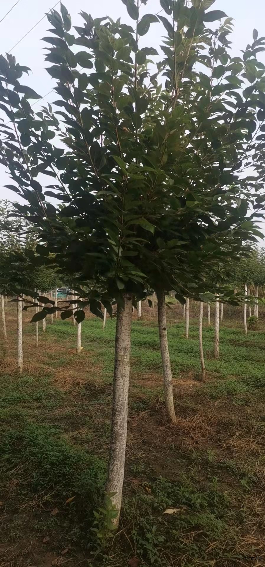 高杆染井吉野樱花山东泰安樱花基地