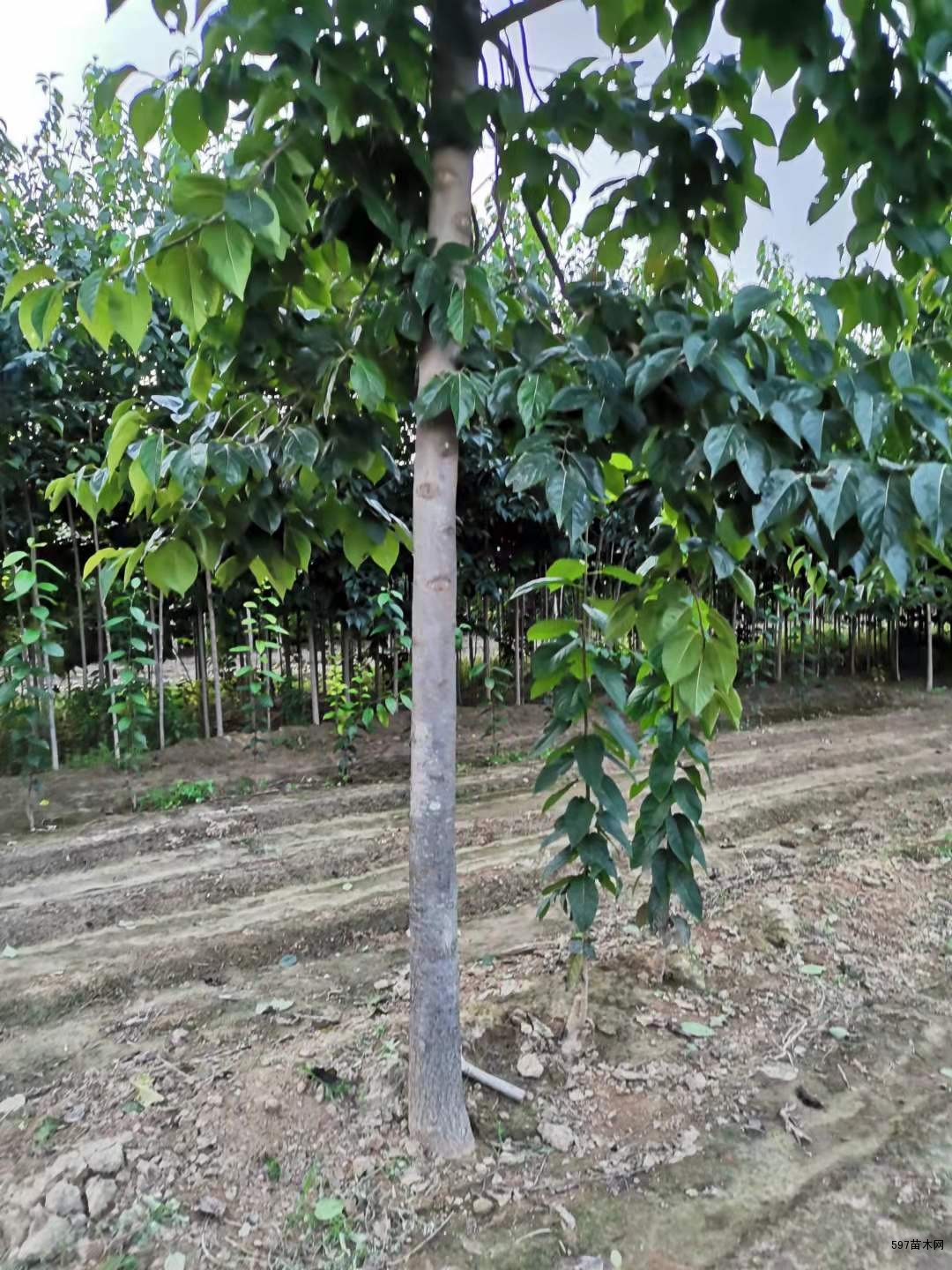 杜仲树苗2到8公分不等规格杜仲树