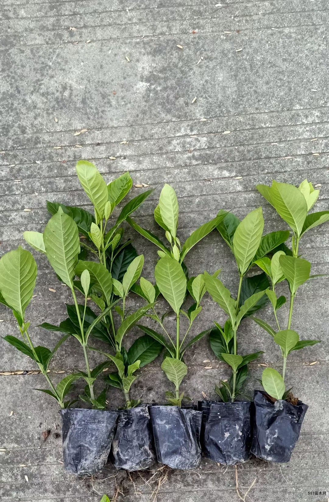 大叶栀子小杯大杯都有售,工程苗产地直销价格实惠