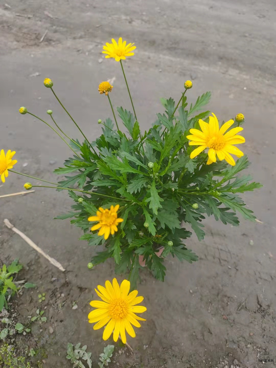 双色杯木春菊价格实惠批发价藤田处理-597苗木网