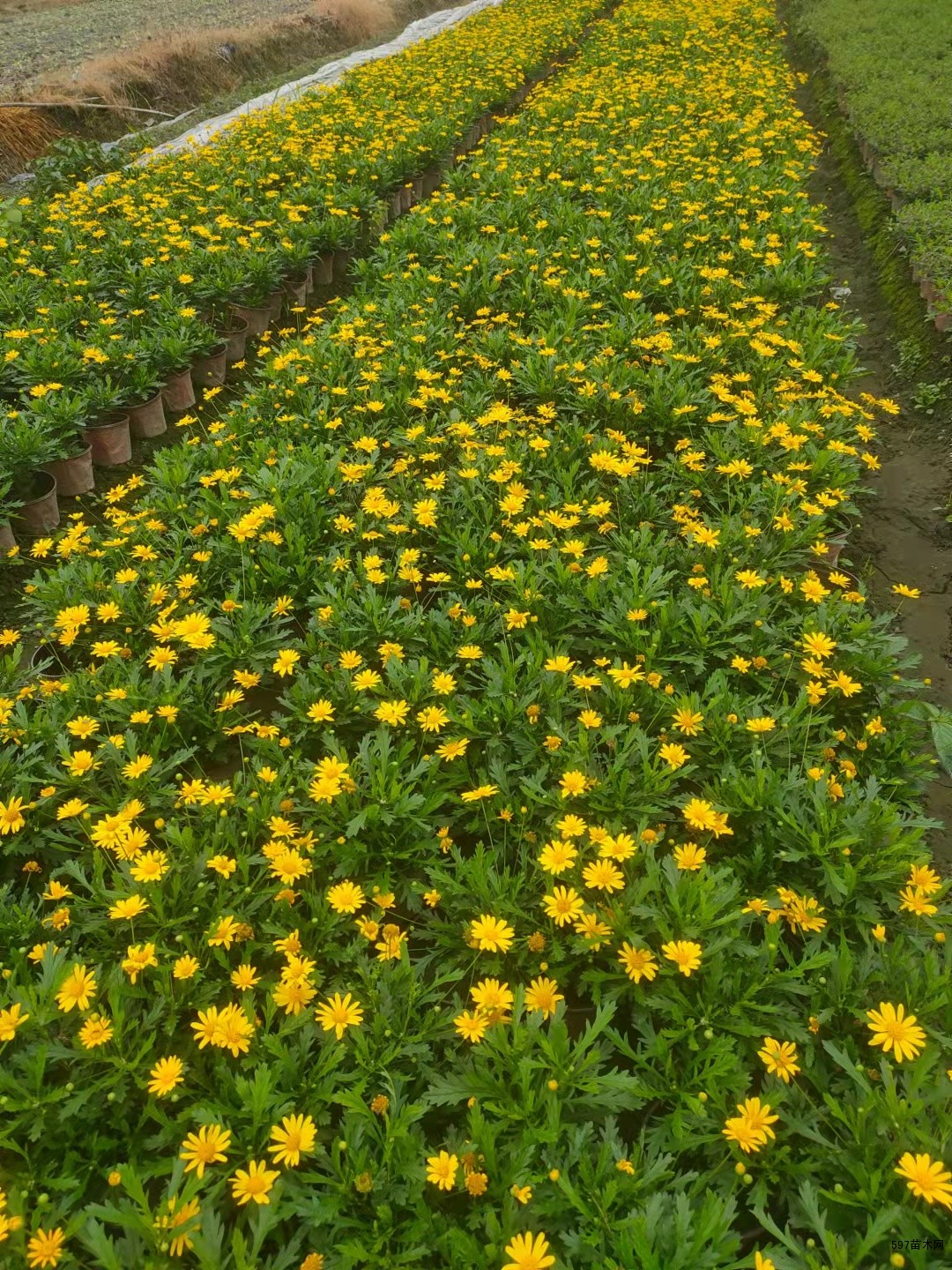 双色杯木春菊价格实惠批发价藤田处理