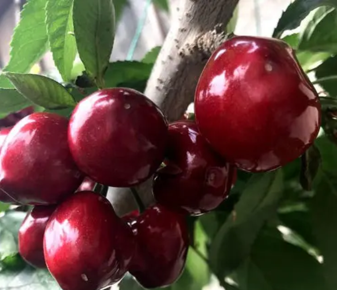 拉宾斯樱桃成熟期在几月 拉宾斯樱桃苗产地直销