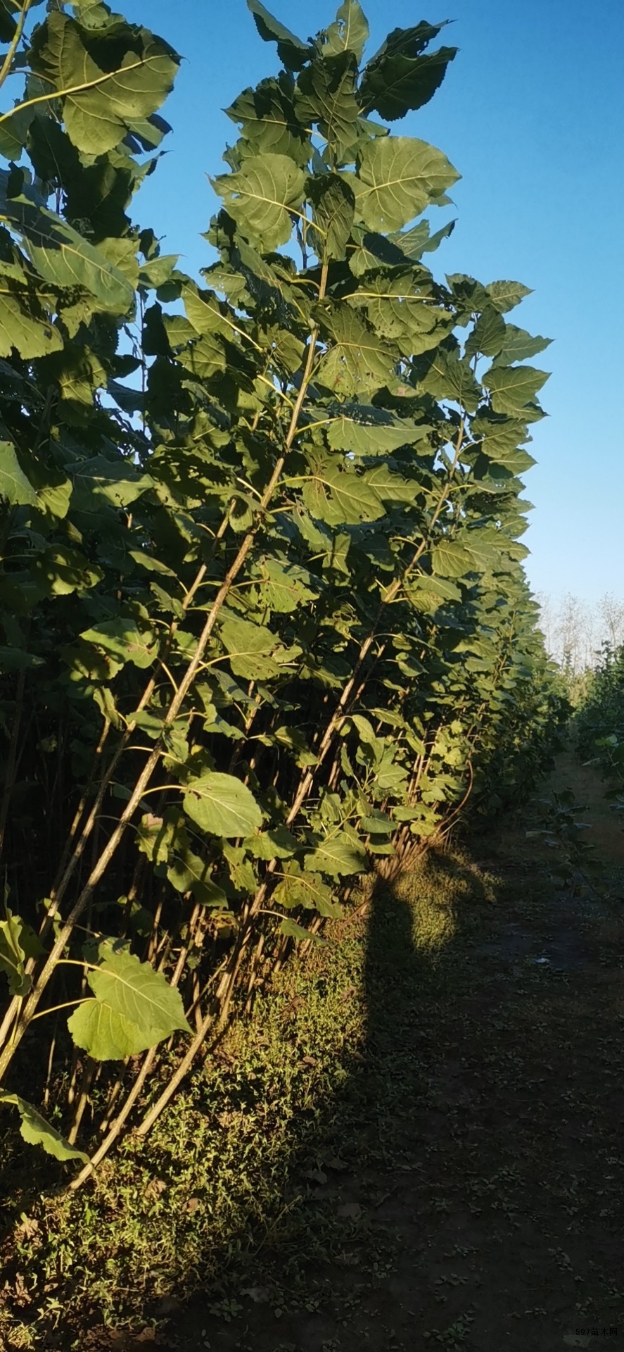 4公分杨树苗价格无絮杨树苗价格