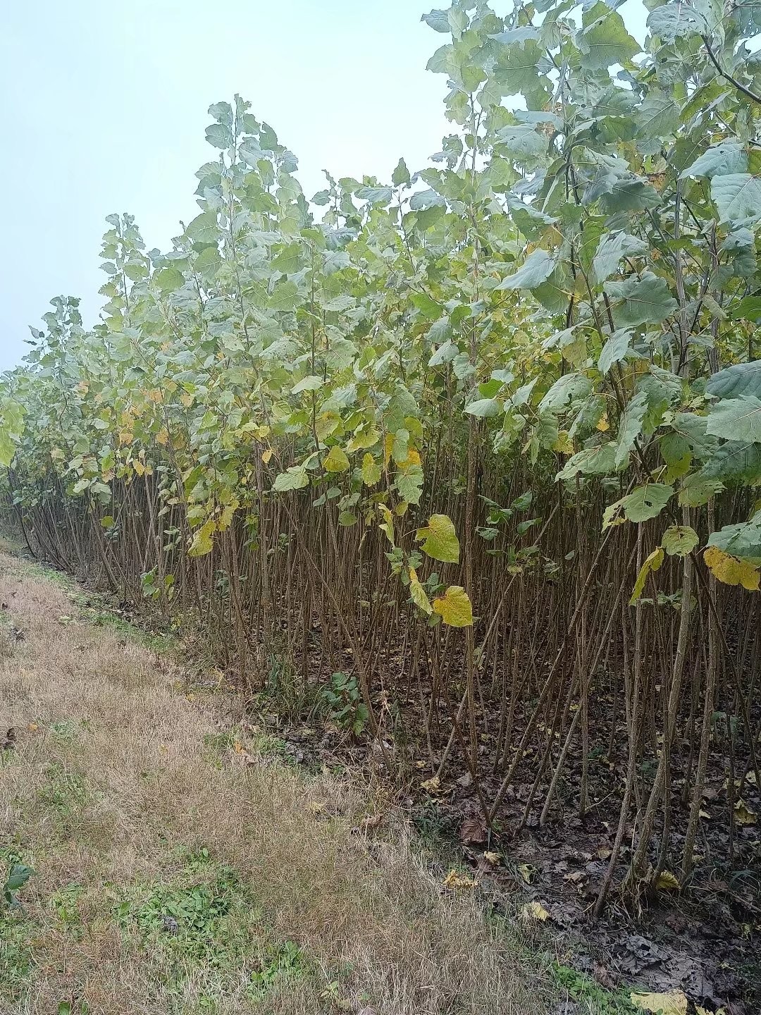 2022无絮杨树苗价格4公分速生杨