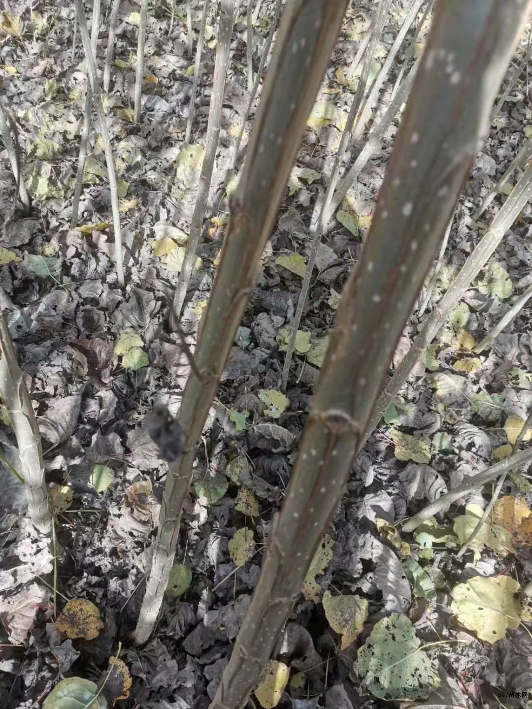 速生无絮杨品种介绍4公分速生杨