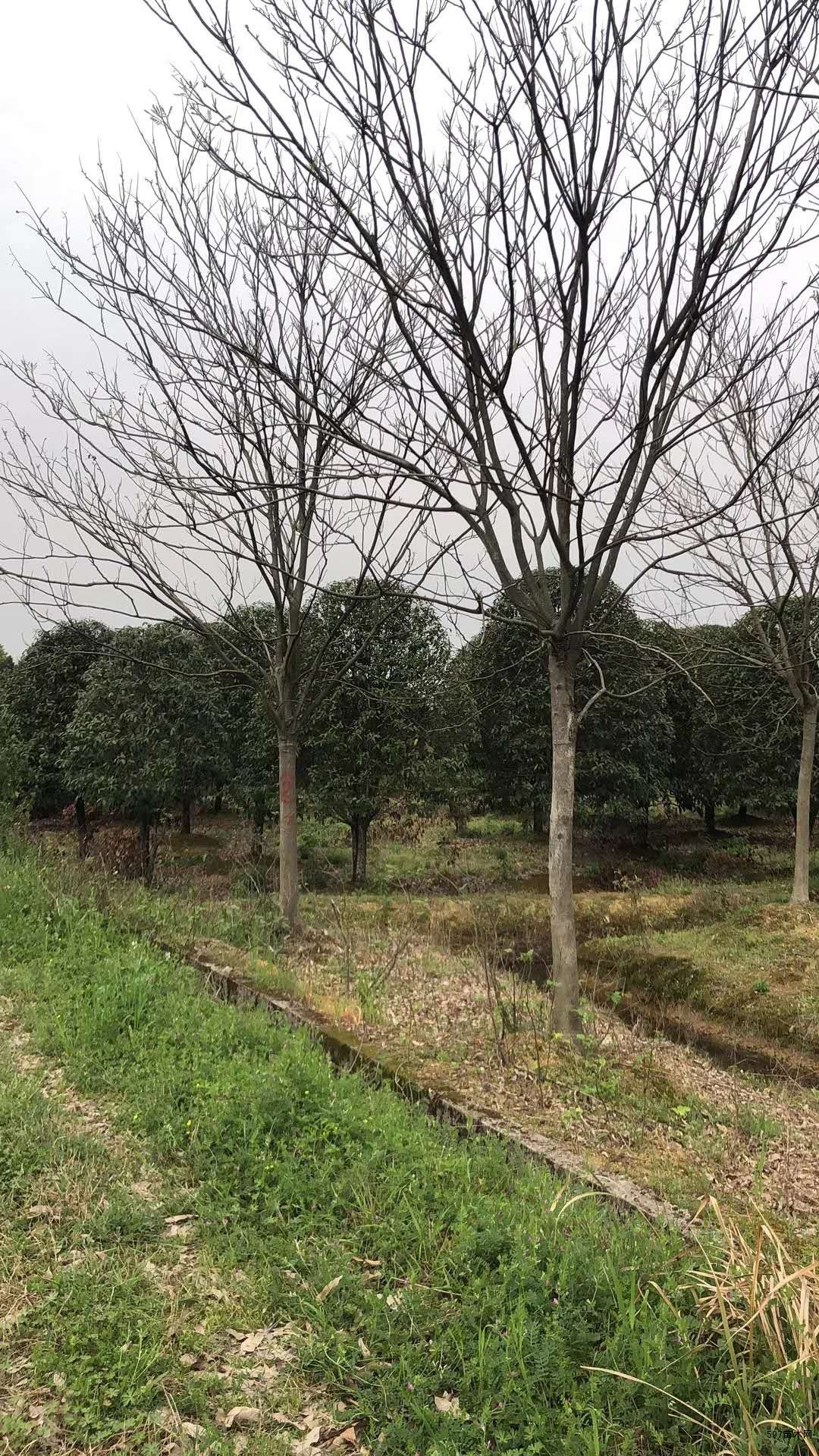 供应湖南无患子 长沙15公分无患子批发-597苗木网