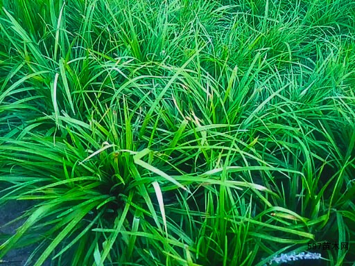 麦冬草苗1斤栽多少平方