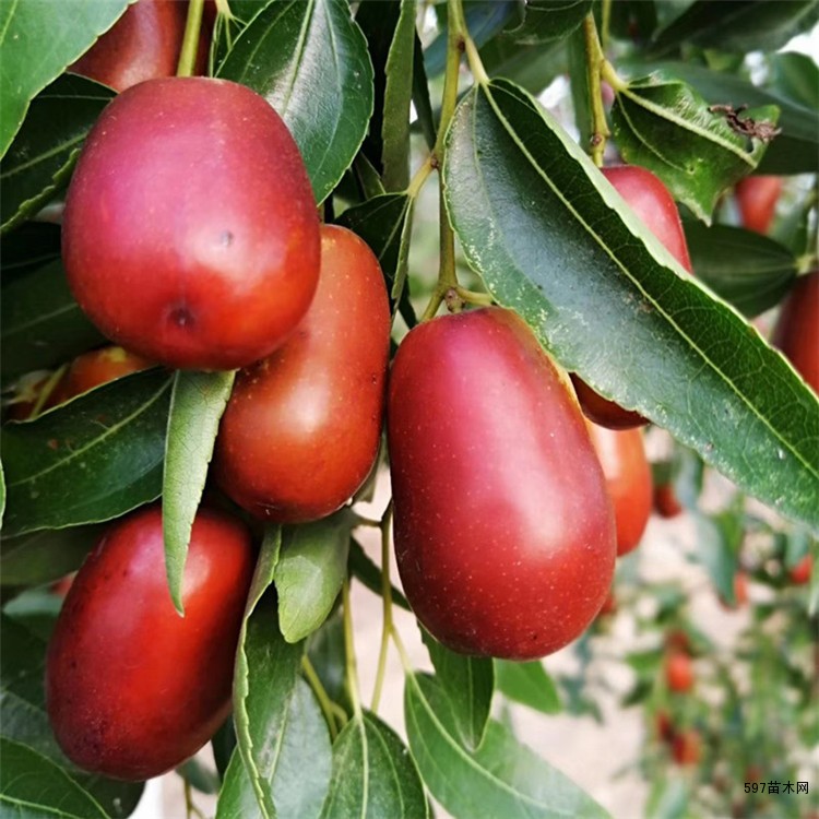 金丝4号枣树苗价格金丝四号枣苗多少钱一棵