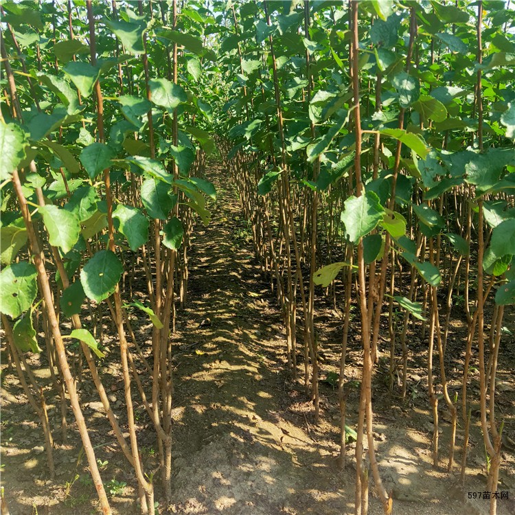黑霸王李子树苗价格黑霸王李子苗多少钱一棵