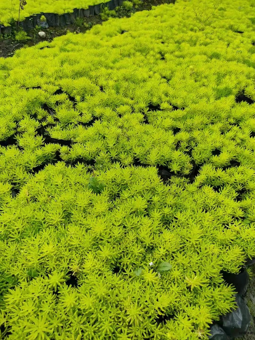 佛甲草小黑胶杯工程苗批发丰杯的佛甲草供应