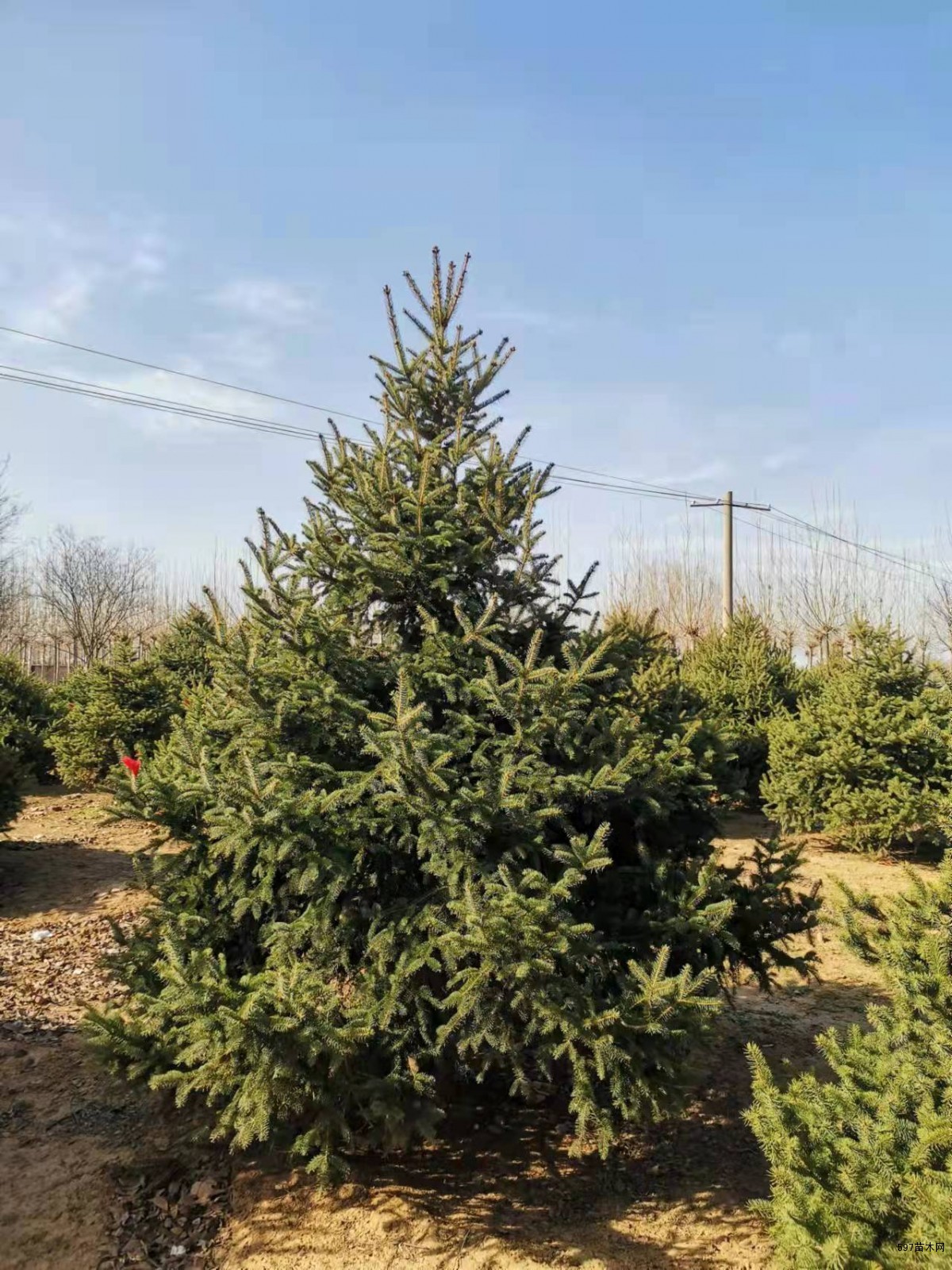 x新供应雪松景松青扦