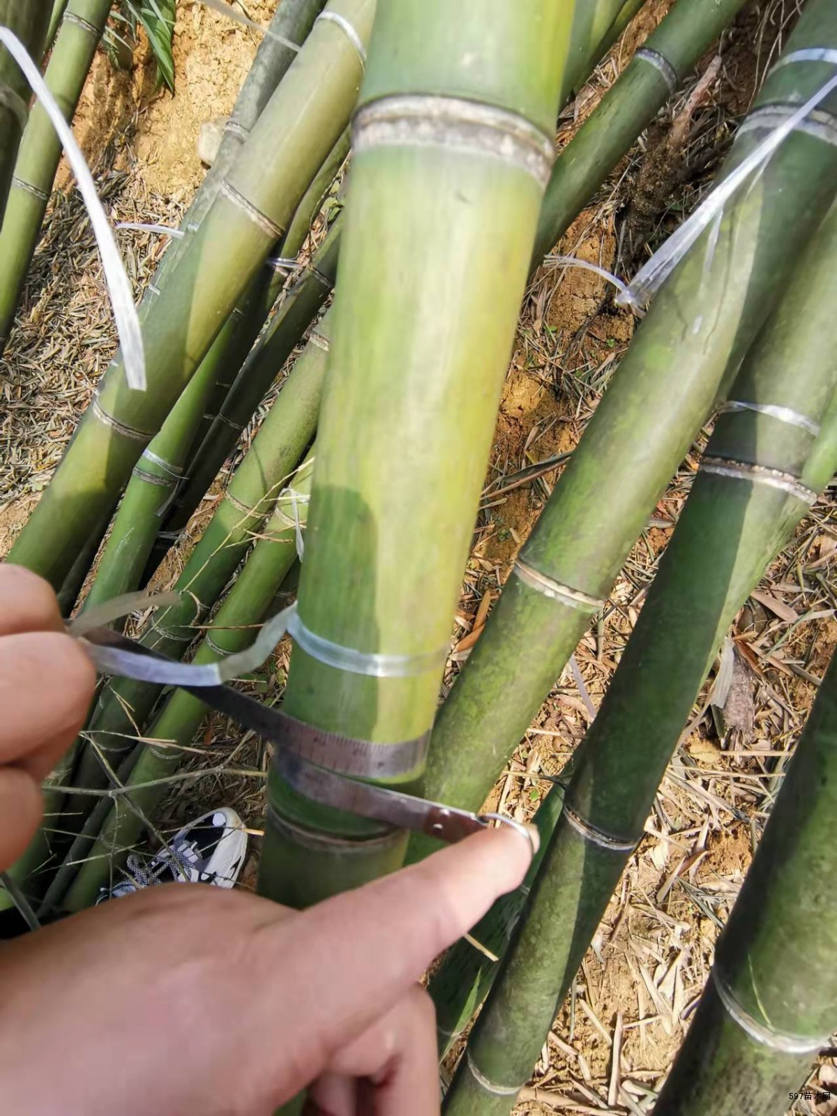 细叶乌头雷竹产地批发价供应成都本地雷竹供应