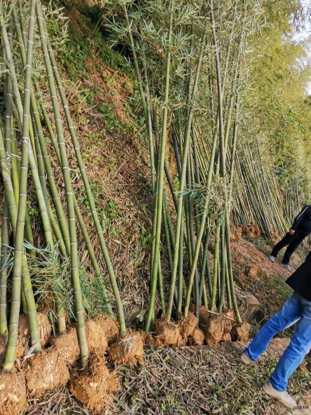 细叶乌头雷竹产地批发价供应成都本地雷竹供应