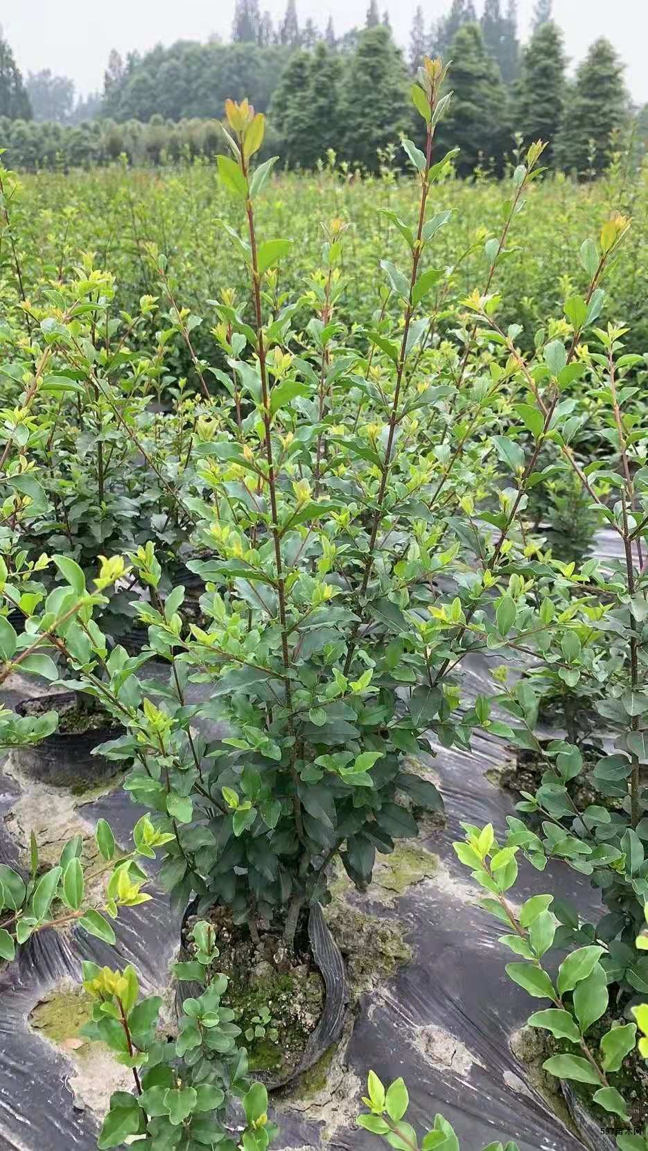 工程苗四季常青的灌木小叶女贞大杯小杯都有售