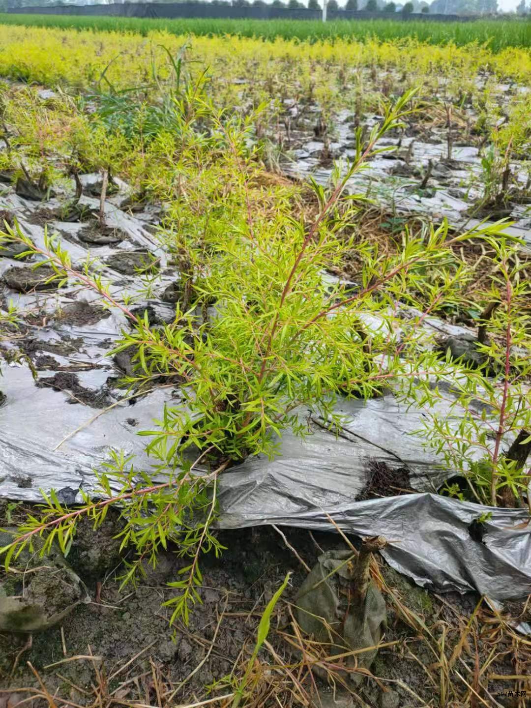 千层金种植基地16杯现货13杯小苗千层金量大