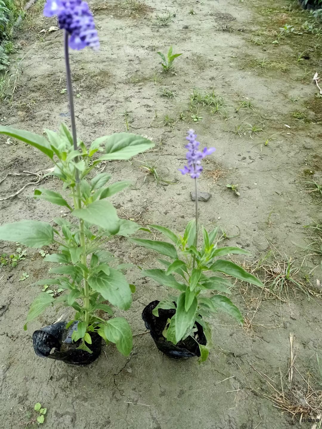 蓝花鼠尾草小杯苗圃各种品种的鼠尾草都有出售