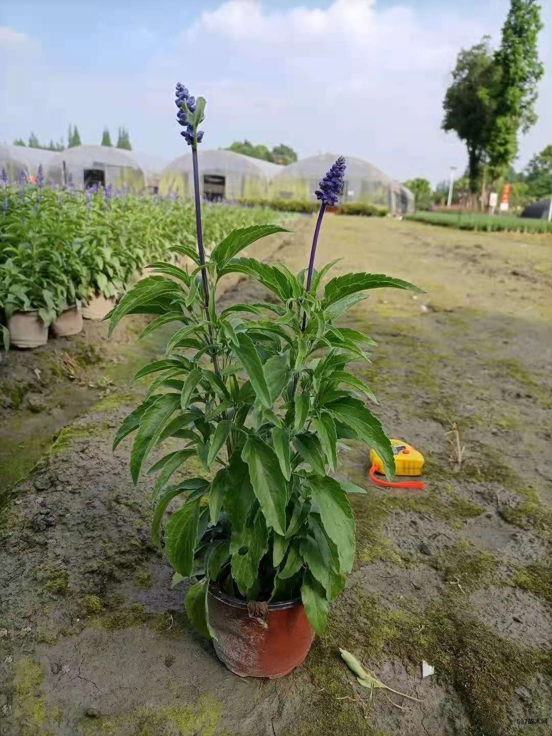 蓝花鼠尾草小杯苗圃各种品种的鼠尾草都有出售
