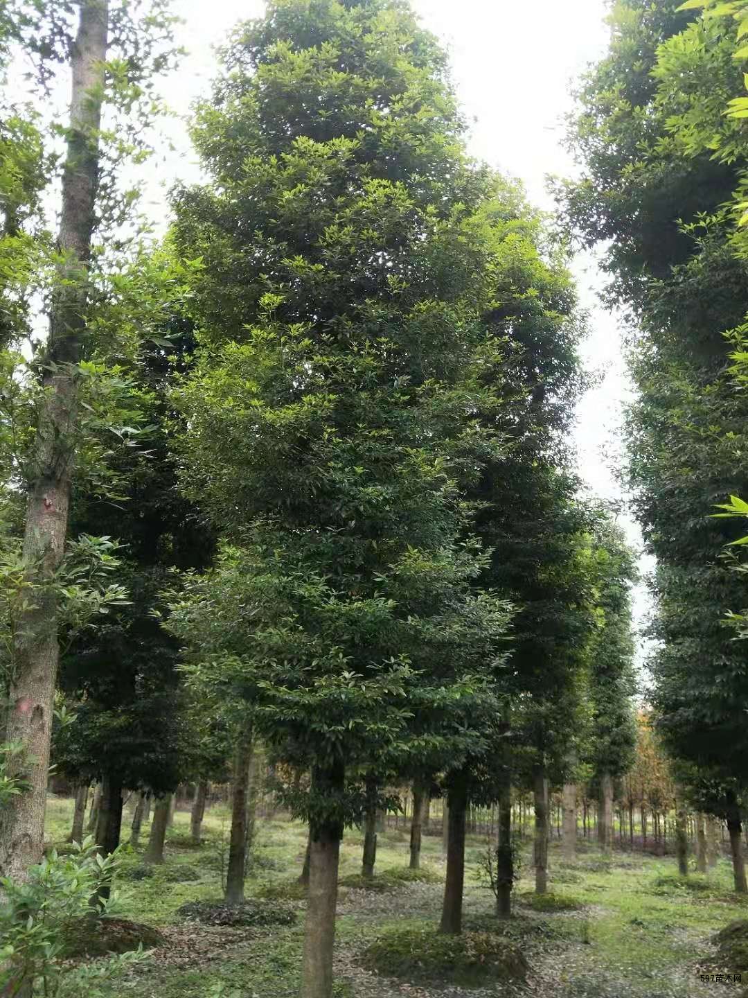 小叶桢楠28公分的现货长期有售,小叶桢楠批发|苗木销售信息|597苗木网