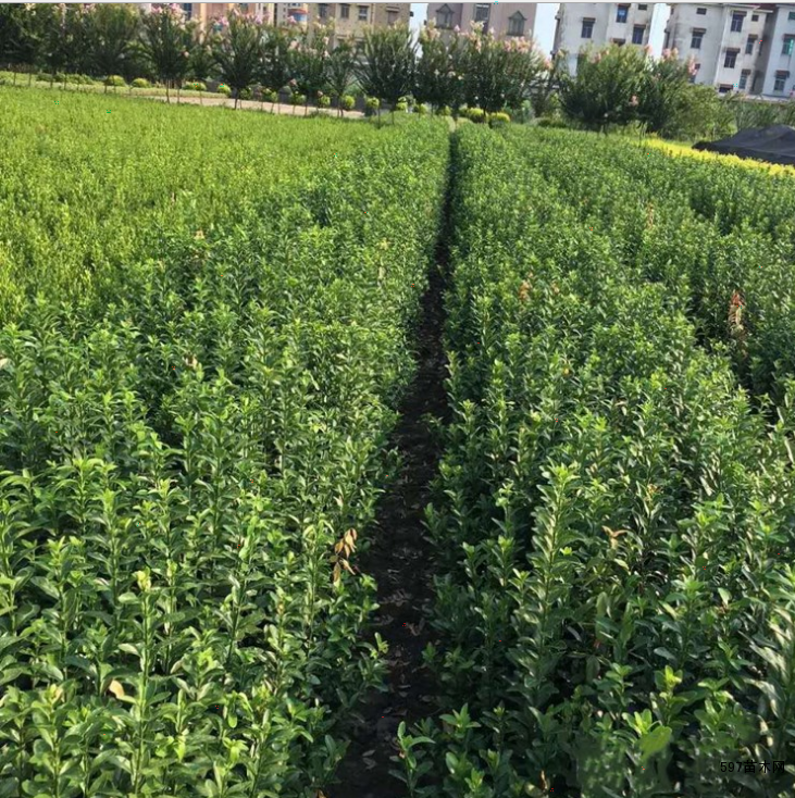 北海道黄杨基地15米18米2米北海道黄杨