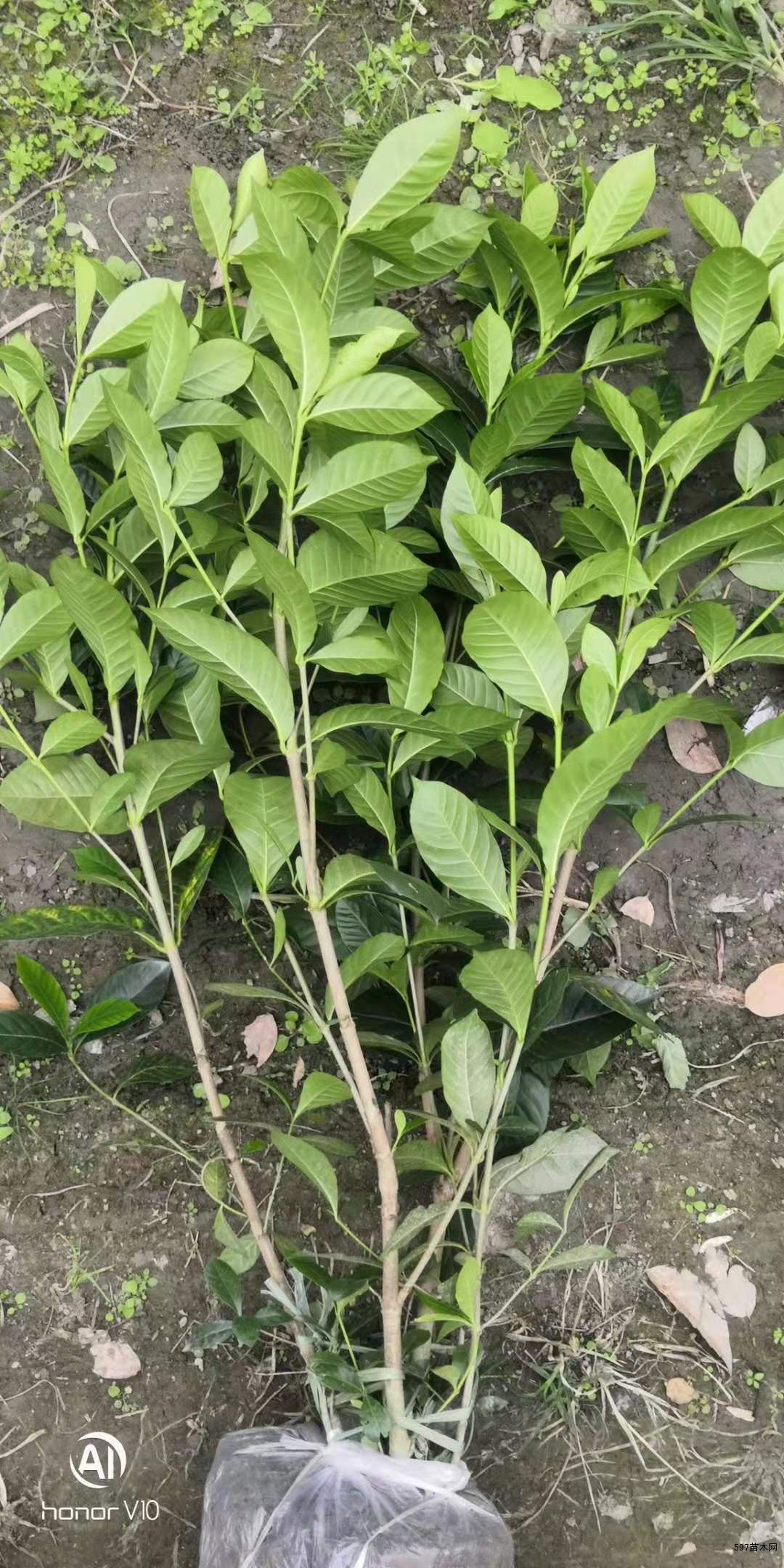 大叶栀子工程苗地苗大栀子散笼子产地量大