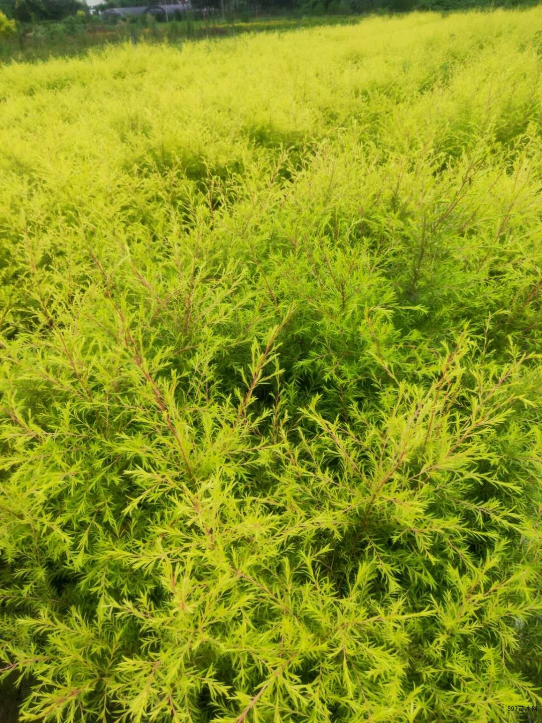 千层金工程绿化苗实地现拍千层金苗圃批发