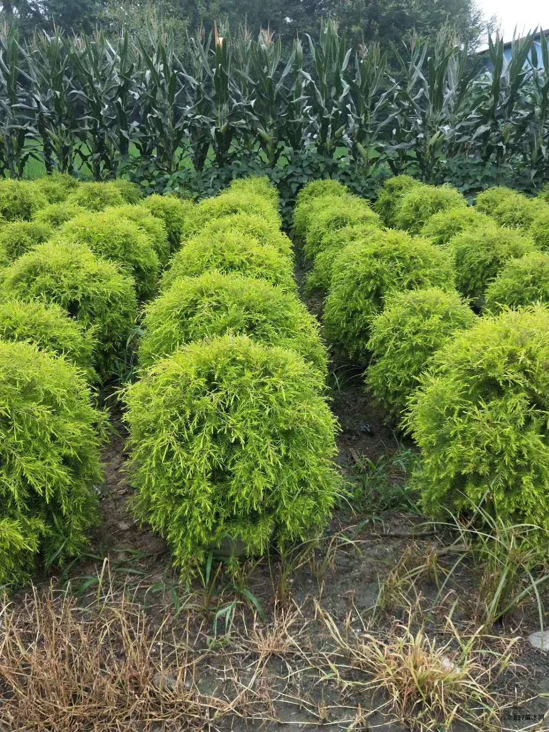 精品千层金球千层金基地现货长期有售