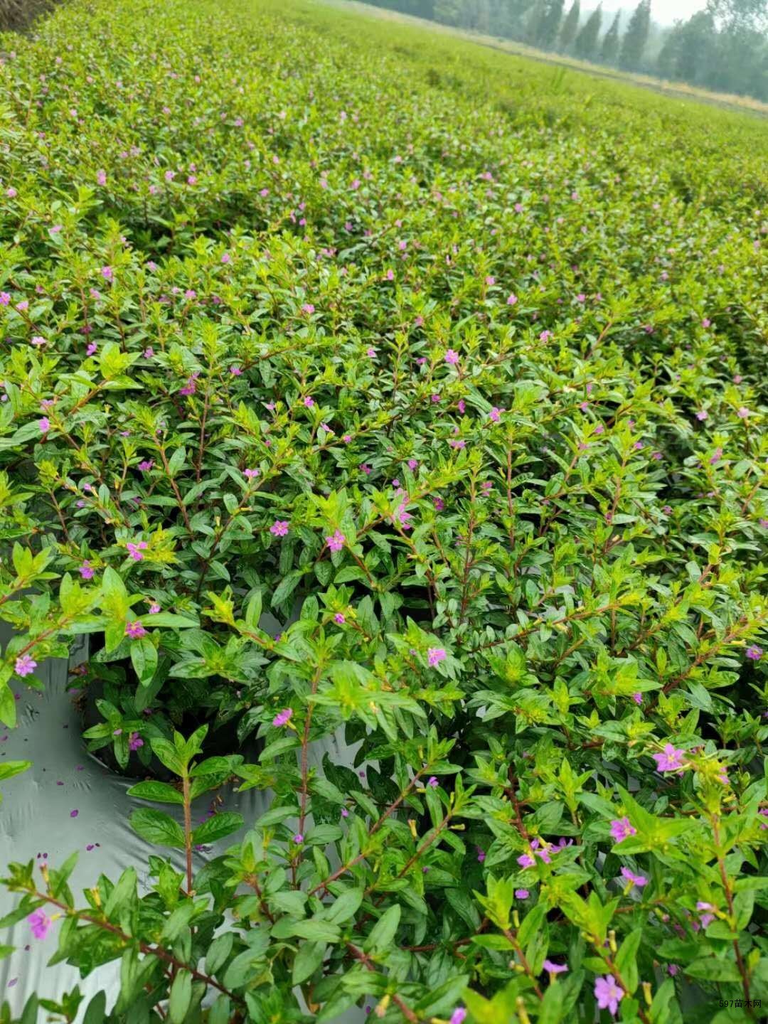 满天星工程苗产地苗圃自产自销满天星产地