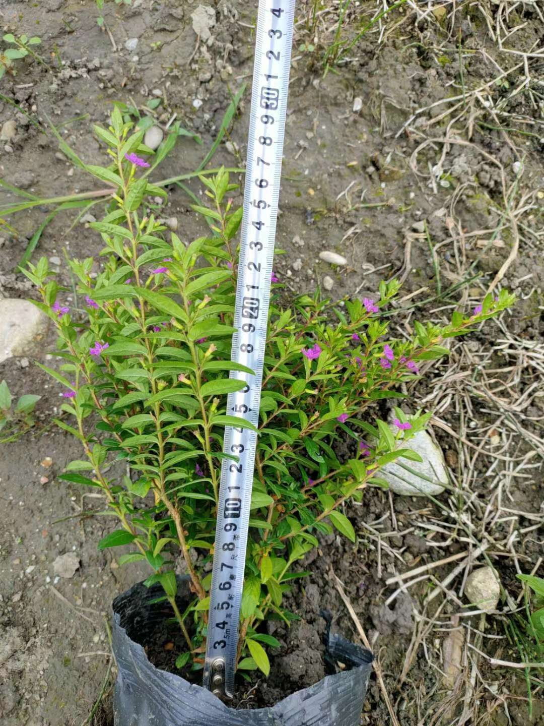 满天星工程苗产地苗圃自产自销满天星产地