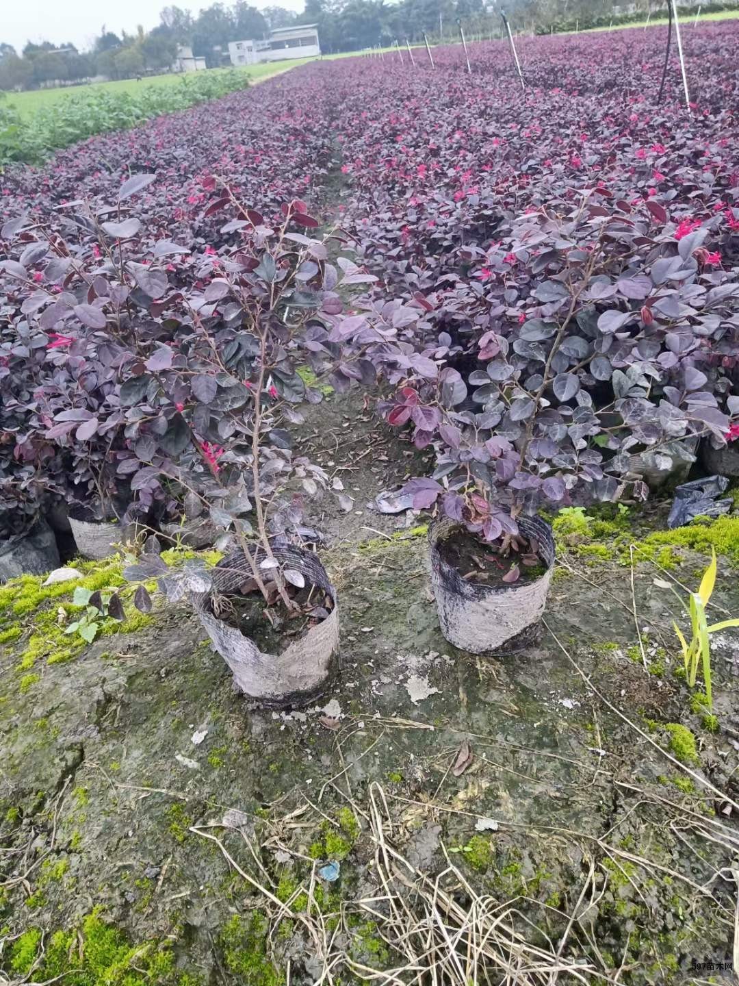 红继木地苗红继木杯苗红继木工程苗价格实惠的