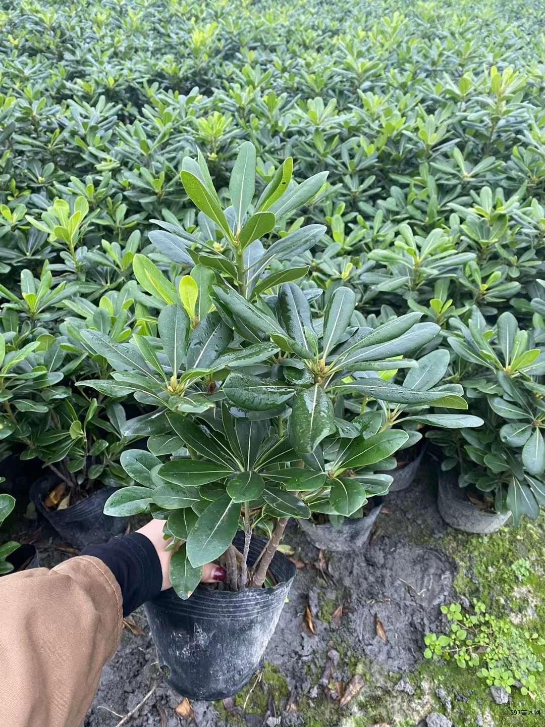 16杯的海桐苗圃出售苗圃基地现货宝珠香工程绿化苗