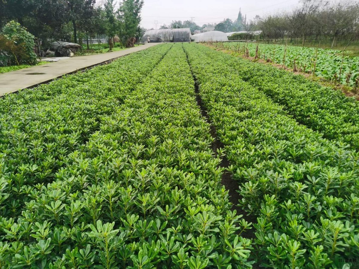 13杯海桐,16杯海桐实时价格,苗圃农户自产自销-597苗木网