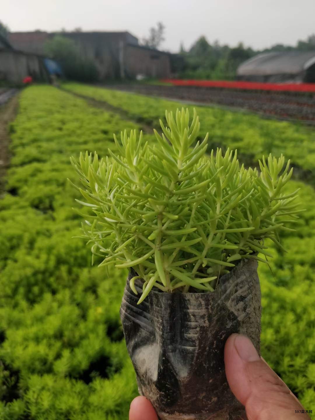 金叶佛甲草小杯工程苗农户自产自销