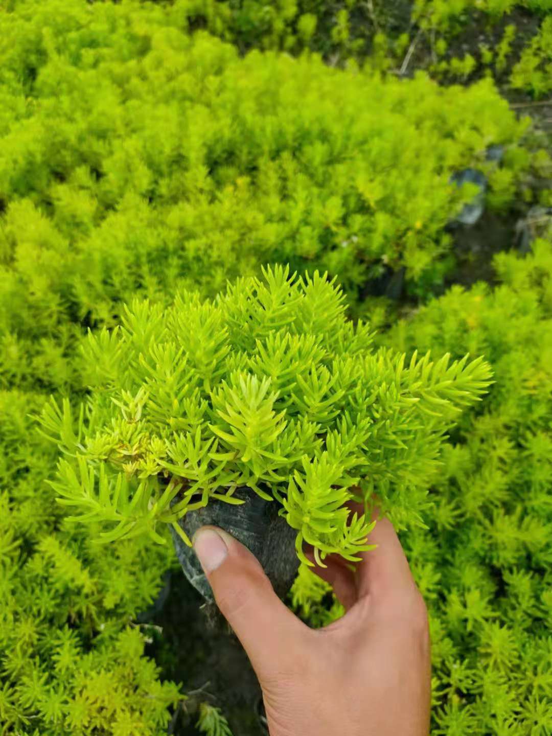 金叶佛甲草小杯工程苗农户自产自销