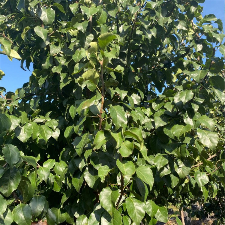 彩叶豆梨6公分彩叶豆梨8公分10公分彩叶豆梨