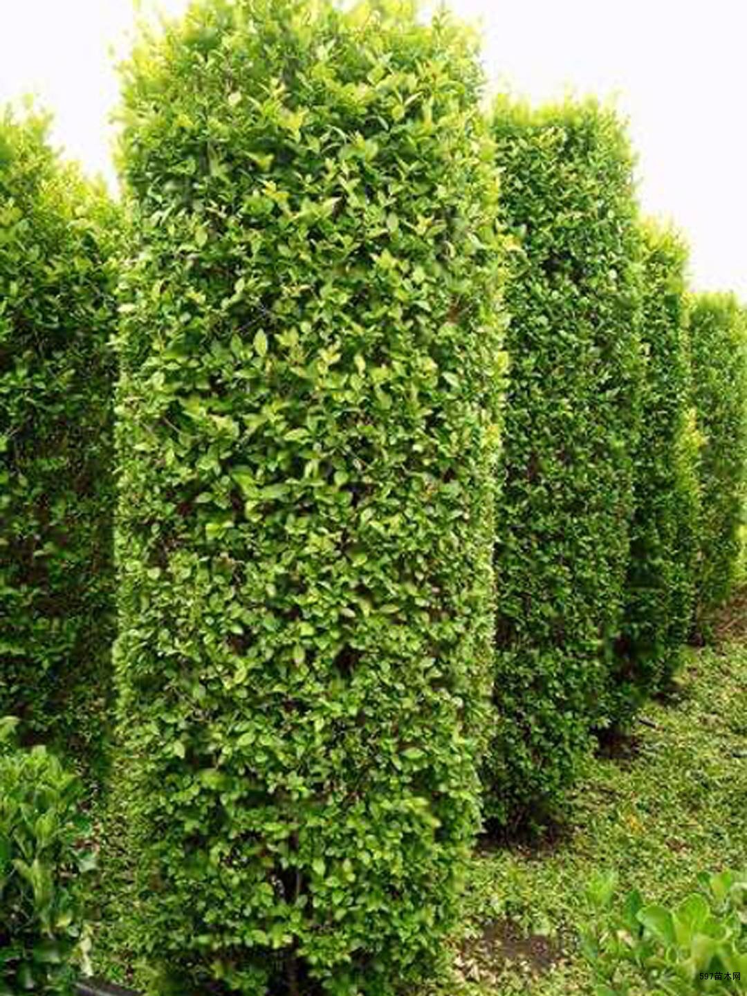 大量供应金叶女贞柱金叶女贞柱苗木