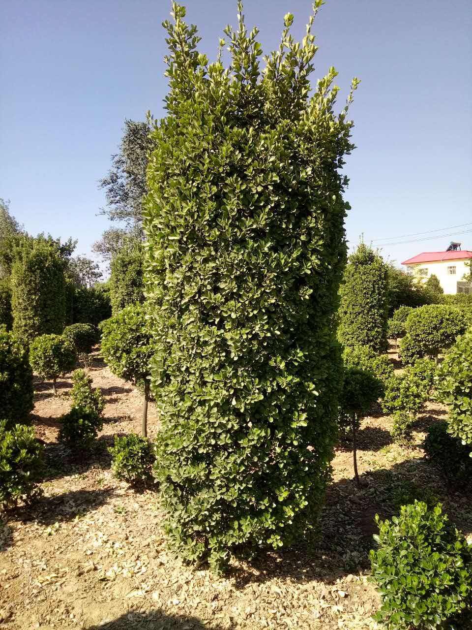 苗圃大叶黄杨柱大叶黄杨柱苗木