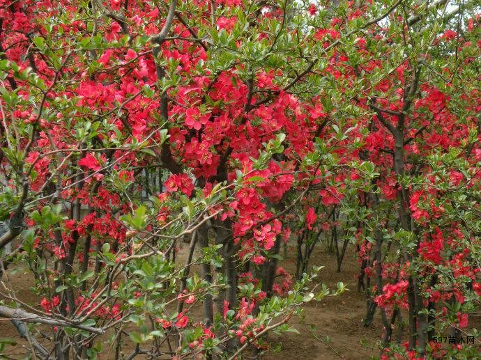 贴梗海棠价格贴梗海棠小苗丛生贴梗海棠