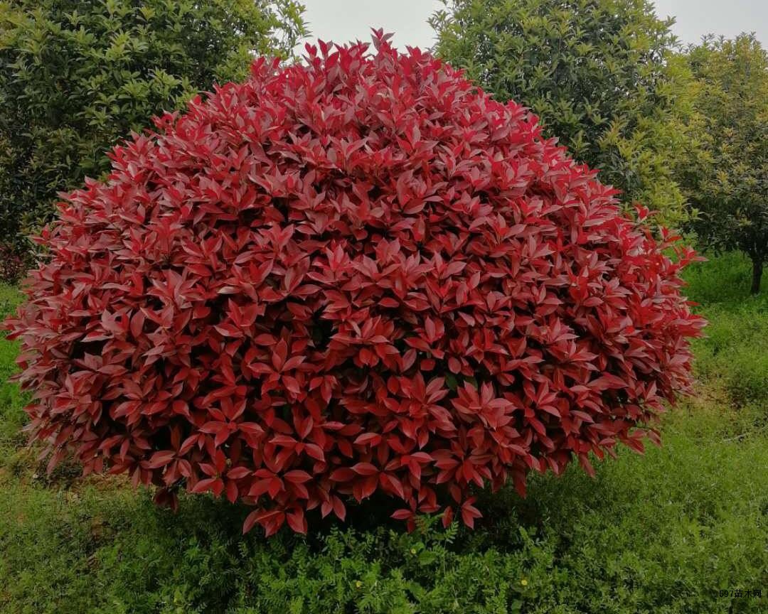 红叶石楠苗木价格表(苗木红叶石楠价格多少)