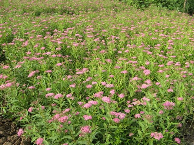 金山绣线菊金焰绣线菊红花绣线菊日本绣线菊