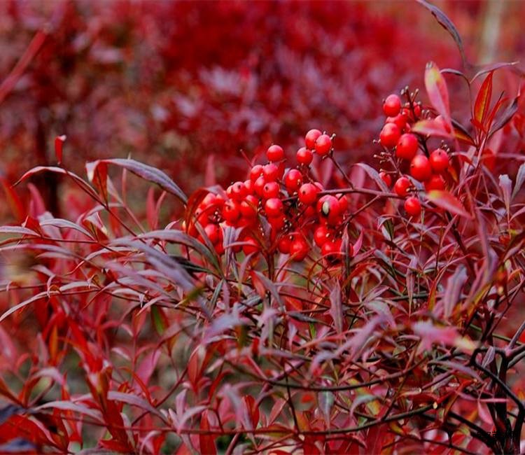 供应南天竹红天竹火焰南天竹
