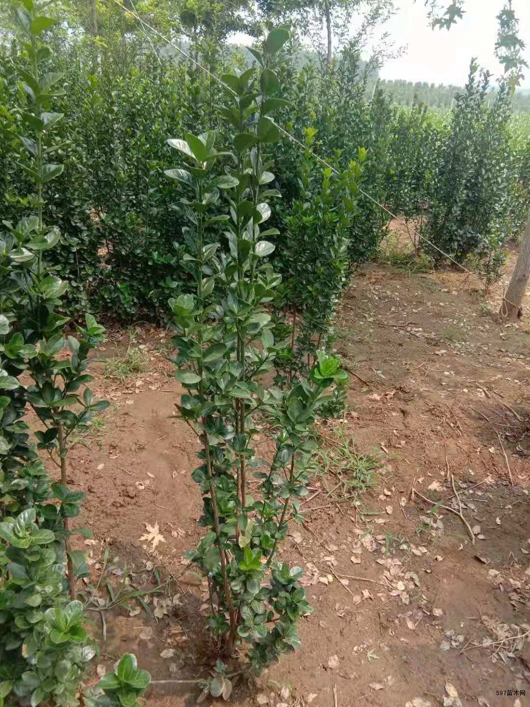 供应北海道冬青