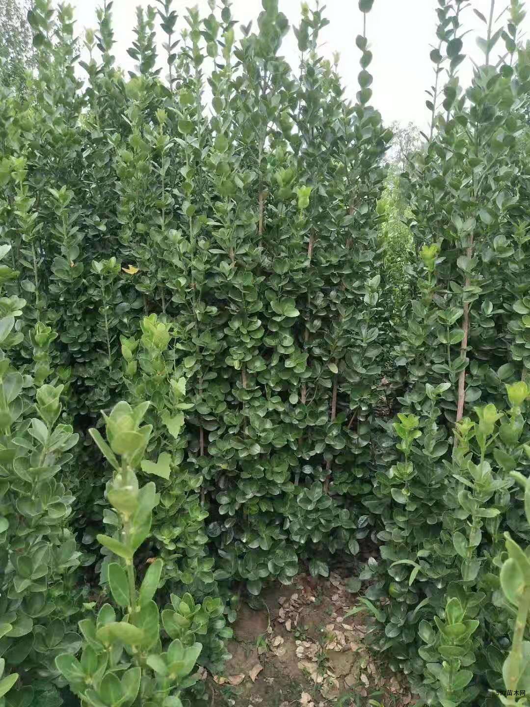 供应北海道冬青