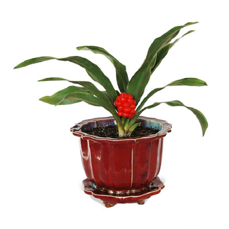 古色古香果红叶绿万年青大吉大利